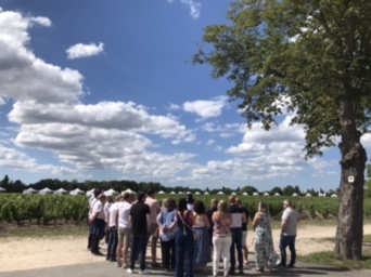 champs de vignes 